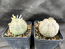 Euphorbia obesa coppia usato  Massafra