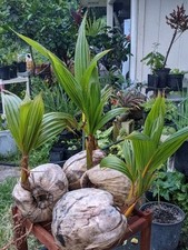Coconut palm tree for sale  Keaau