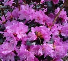 rhododendron plant for sale rhododendron plant for sale Pelzer