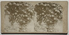 Arbre fruitier photo d'occasion  Paris V