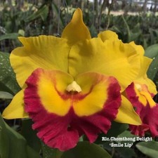 Rlc.chomthong delight smile for sale  Gulfport