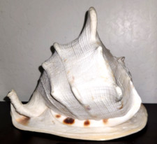 Queen helmet conch for sale  Apache Junction