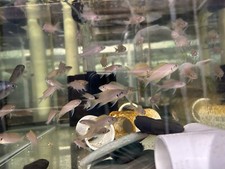 Live fish neolamprologus for sale  North Smithfield