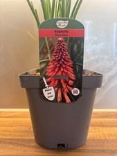 Poco red kniphofia for sale  NOTTINGHAM