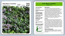 Point reyes ceanothus for sale  SLEAFORD