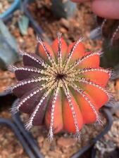 Uebelmannia variegato decorazi usato  Spedire a Italy