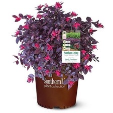 2.5 qt. purple for sale  Miami