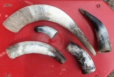 Animal horns cow for sale  HOLSWORTHY