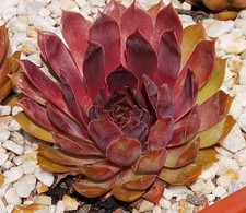 Sempervivum hell gate gebraucht kaufen  Selters