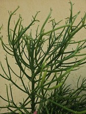 Euphorbia tirucalli pencil for sale  Englewood