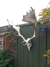 Taxidermy fallow deer for sale  BILLINGHAM