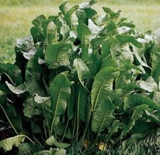 Horseradish crowns organic for sale  Aberdeen