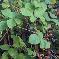 Wild bramble blackberry for sale  ABINGDON