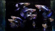 Guppy fish dumbo for sale  National City