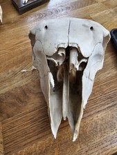 Sheep skull real for sale  BLYTH