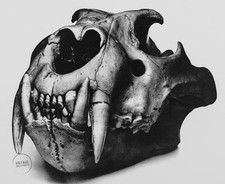 lion skull for sale lion skull for sale Woodstock