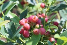 Pink lemonade blueberry for sale  Pelzer