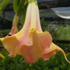 Mango crush brugmansia for sale  Wauchula