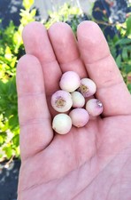 Heidelbeere pink bonbons gebraucht kaufen  Dortmund