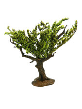 Albero ulivo verde usato  Napoli