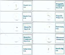 Entomology microscope slides for sale  Los Angeles