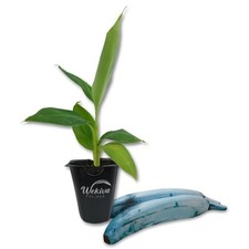 Ice cream banana for sale  USA