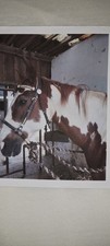 Westernreiten bosal set gebraucht kaufen  Ludwigshafen am Rhein