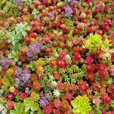 100 mixed sedum for sale  Buffalo