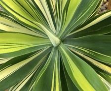 Succulent agave attenuata for sale  USA