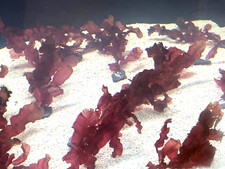 Cryptonemia crenulata macro for sale  CREDITON