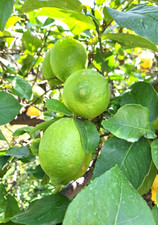 Limoni verdelli sicilia usato  Stromboli