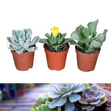 Succulent plant mix for sale  GLASGOW