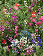 Annual flower seeds for sale  Sanford