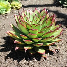 Echeveria agavoides lipstick for sale  San Francisco