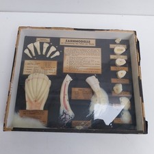 Historische zahnmodelle pferde gebraucht kaufen  Weißenburg i.Bay.