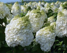 Hortensie magical mont gebraucht kaufen  Templin