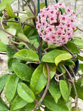Hoya carnosa pianta usato  Valenzano