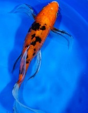 Butterfly sanke koi for sale  Arlington