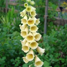 Large yellow foxglove for sale  GREENOCK