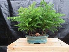 Norfolk island pine for sale  Freeport