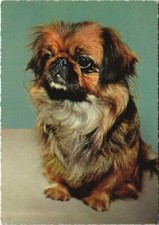 Cpa pekinois dog d'occasion  Expédié en France