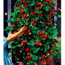 Red climbing strawberry for sale  EXETER