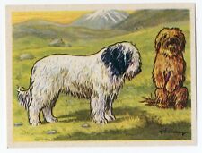 Tibetan terrier 1952 for sale  COLEFORD