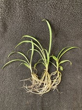 Live spider plant for sale  Danielson
