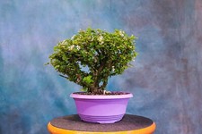 Singapore holly pre for sale  North Fort Myers