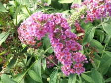Live bicolor butterfly for sale  USA