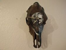 Real cow skull for sale  Fort Collins