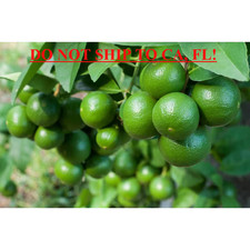 Gal. persian lime for sale  Tacoma