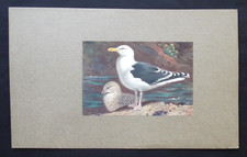 Vintage print great for sale  HAYLING ISLAND