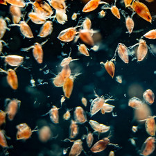 Live daphnia food for sale  BELVEDERE